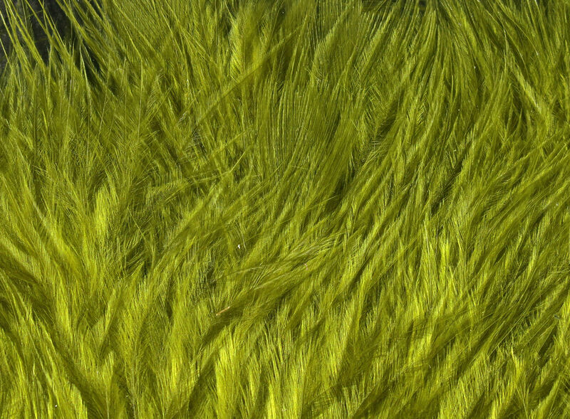 Wooly Bugger Marabou - 6