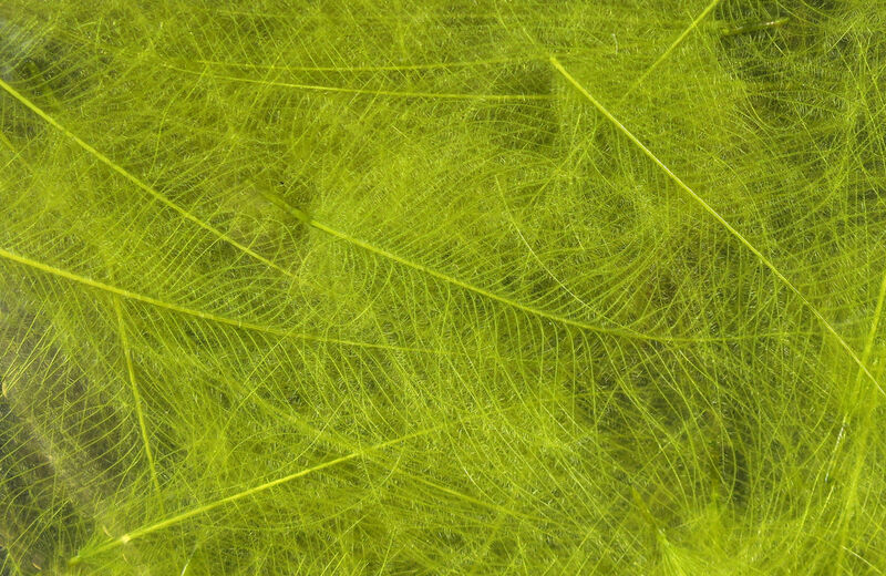 CDC - Hareline - 26