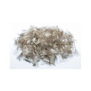 CDC - Wild Czech Feathers