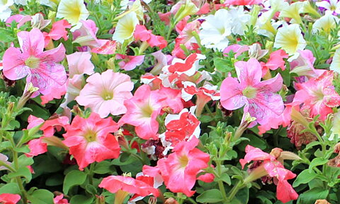 Blomrabatter