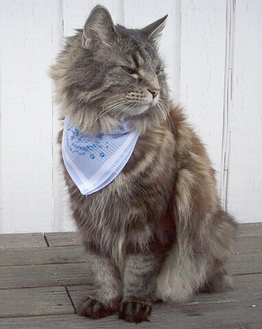 Kattskarf Bandana Lila