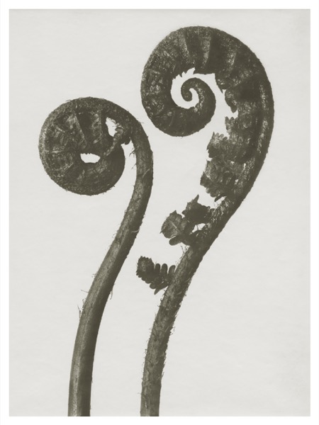 Blossfeldt Print Dryopteris Filix Välj storlek)
