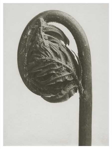 Blossfeldt Print Osmunda Regalis  (Välj storlek)