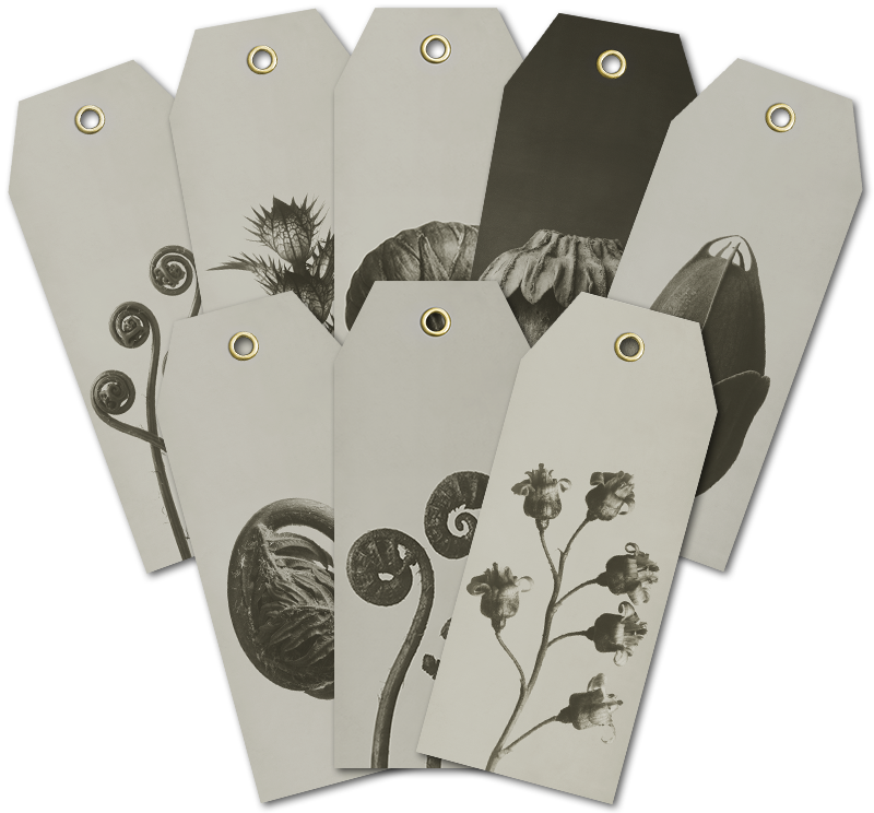 Blossfeldt Gifttags och Kort Papaver Orientale (Välj storlek)