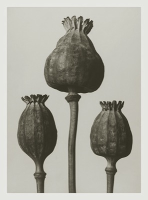 Blossfeldt Gifttags och Kort Papaver Orientale  (Välj storlek)