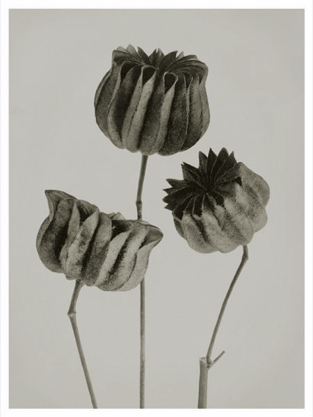 Blossfeldt Print Abutilon  (Välj storlek)