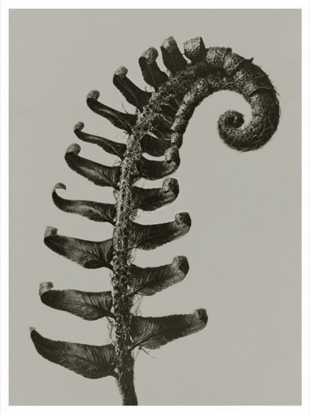 Blossfeldt Print Polystichum Munitum  (Välj storlek)