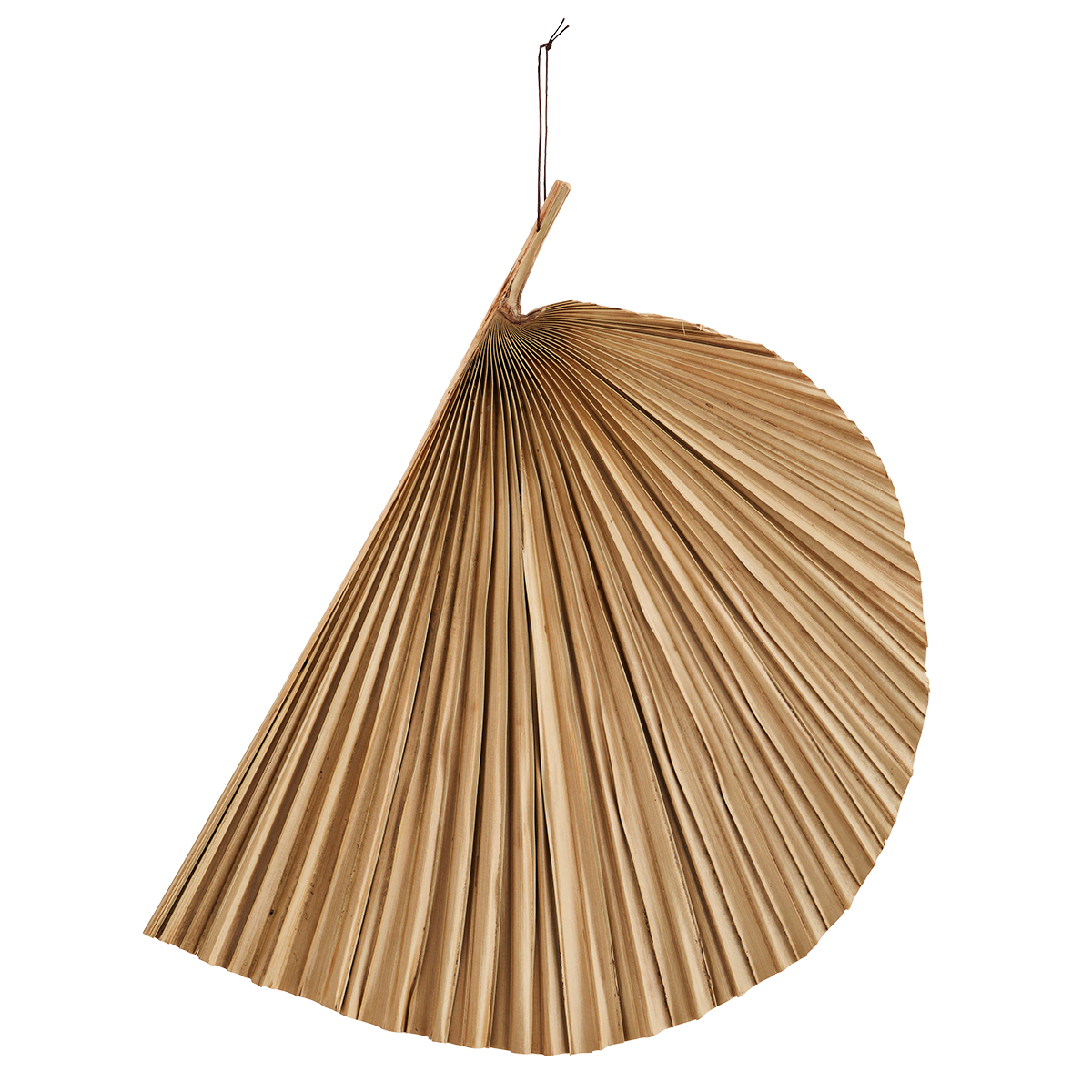 Palmblad Delat