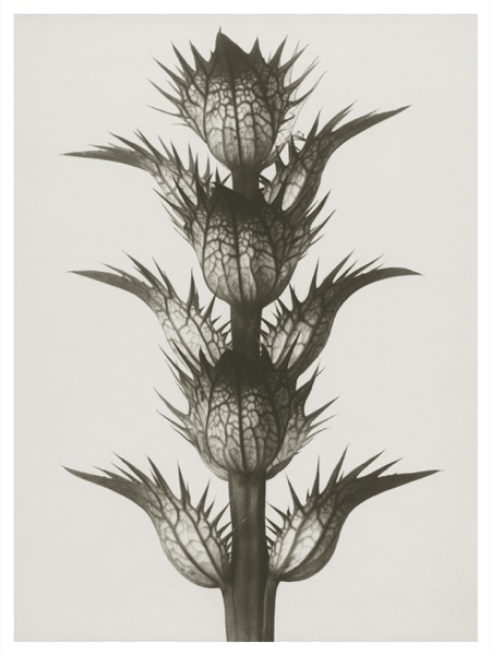 Blossfeldt Print Acanthus Mollis (välj storlek)