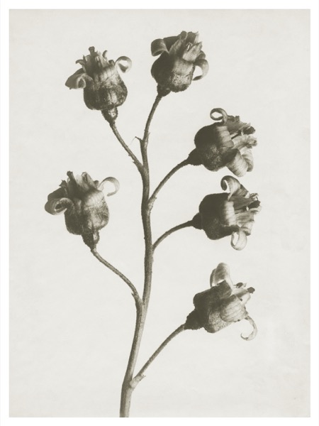 Blossfeldt Print Ribes Nigrum  (Välj Storlek)