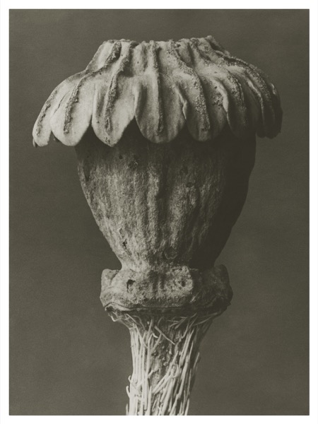 Blossfeldt Print Papaver Orientale  (Välj storlek)