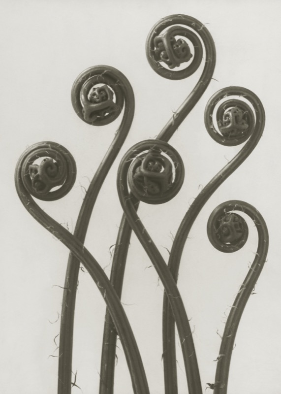 Blossfeldt Print Adiantum Pedatum (Välj storlek)