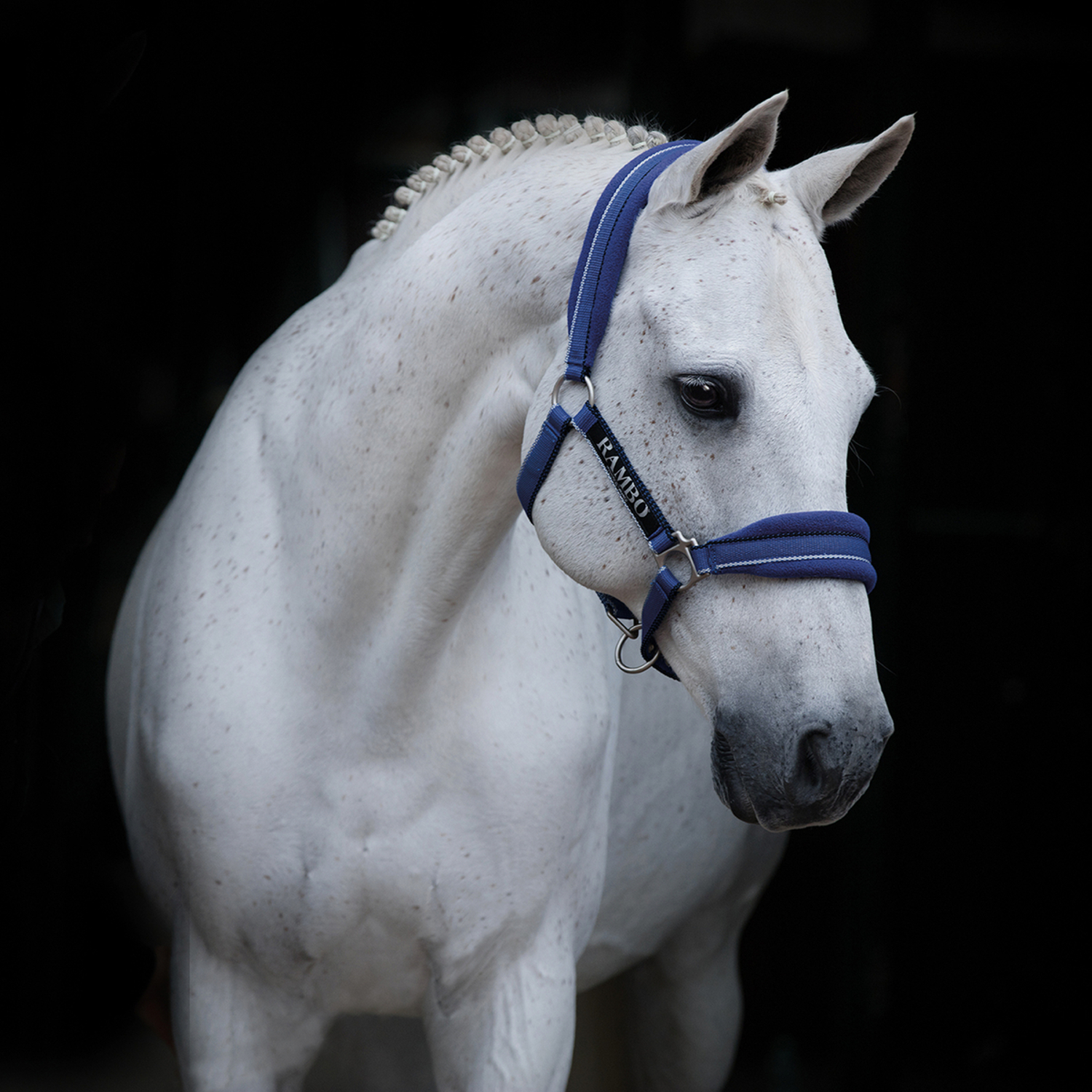 Rambo® Padded Headcollar