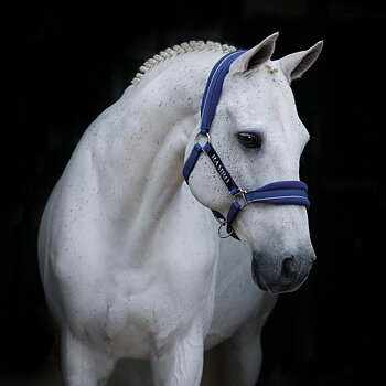 Rambo® Padded Headcollar