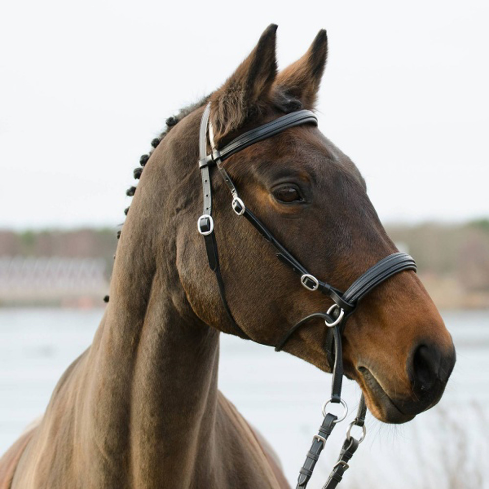 Globus Winnetou bittløst hodelag