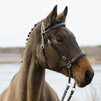 Globus Winnetou bittløst hodelag