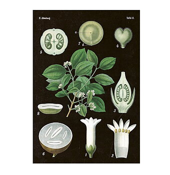 Poster Rävkaketräd 35x50 cm 