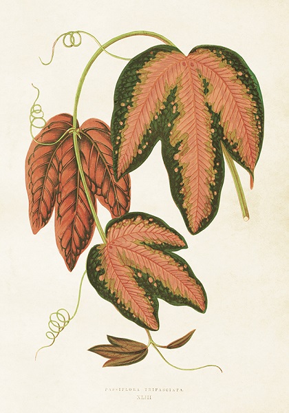 Poster Trifasciata 35x50 cm
