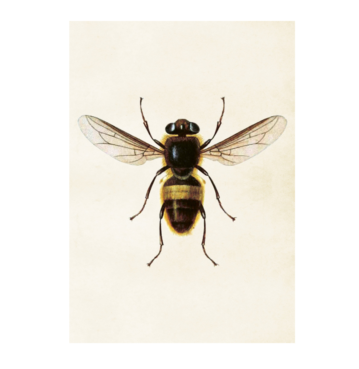 Poster Bi 35x50 cm 