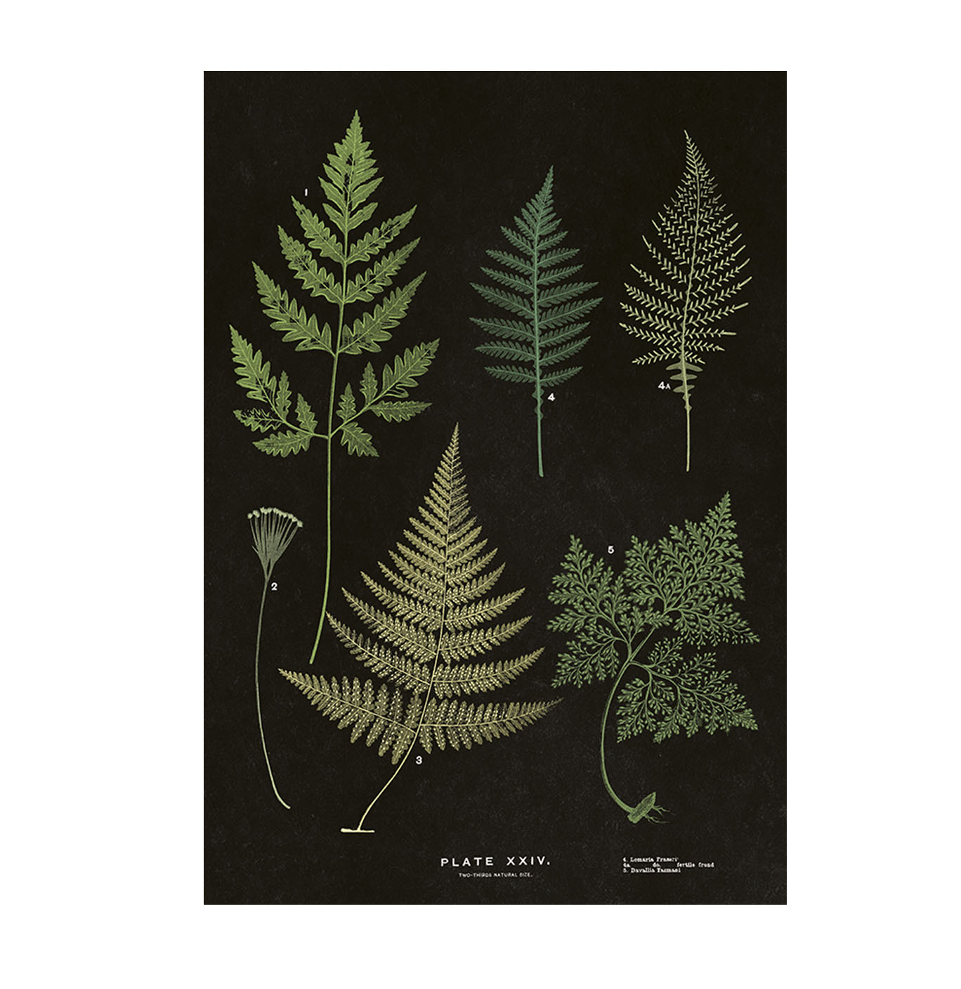 Poster Ormbunke 35x50 cm