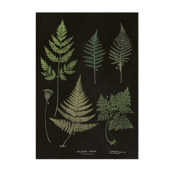 Poster Ormbunke 35x50 cm
