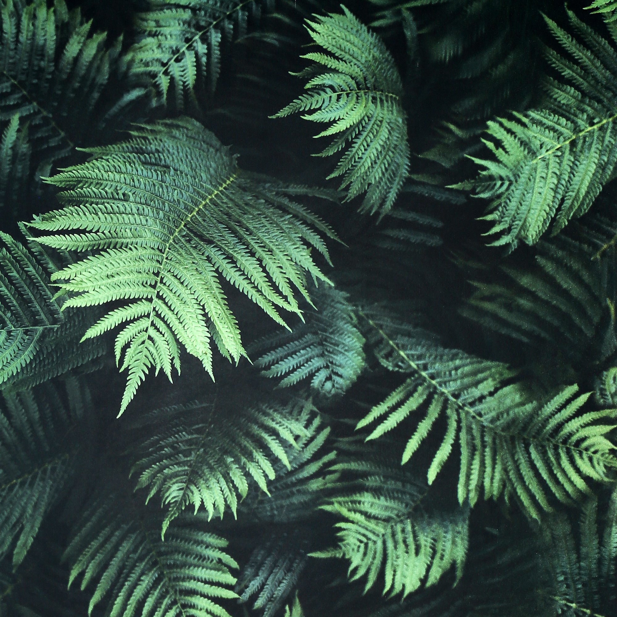 Fern Wall - 907601