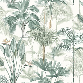 King Palm - 922908