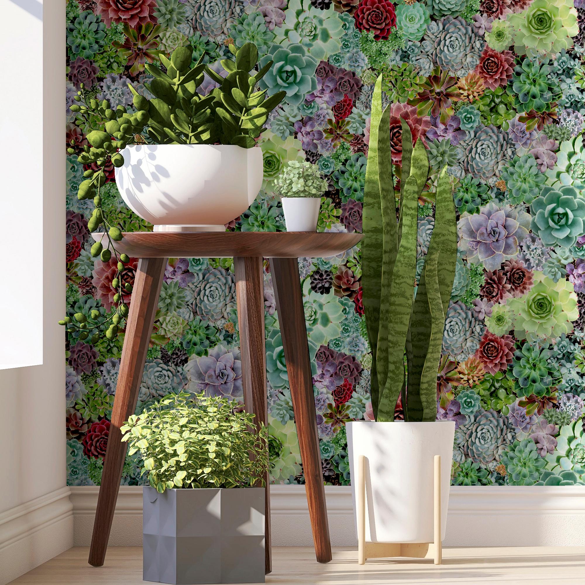 Succulent Living Wall - 259402 - 3