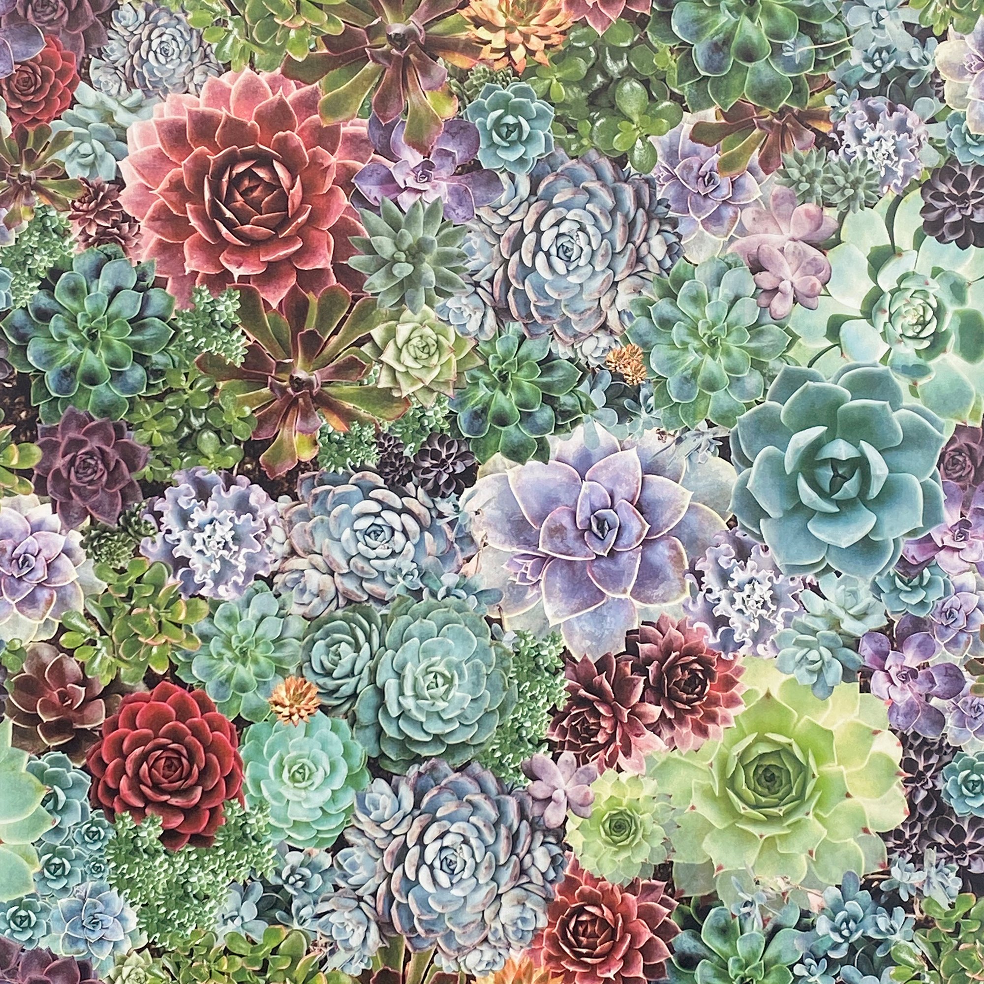 Succulent Living Wall - 259402