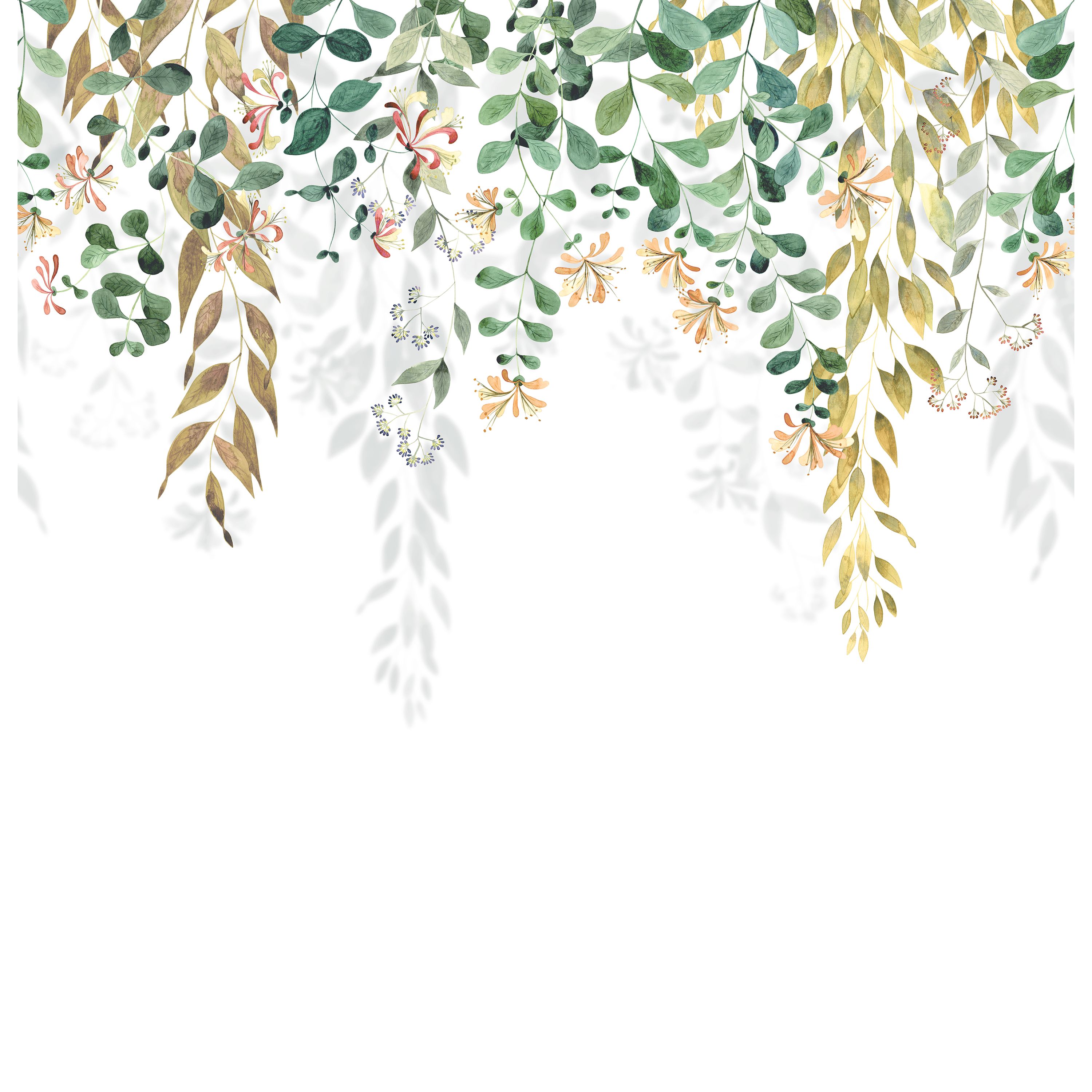 Honeysuckle - SOLI200347809