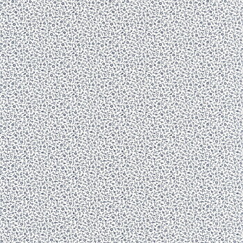Myosotis - FLOM89236228
