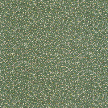 Myosotis - FLOM89237414