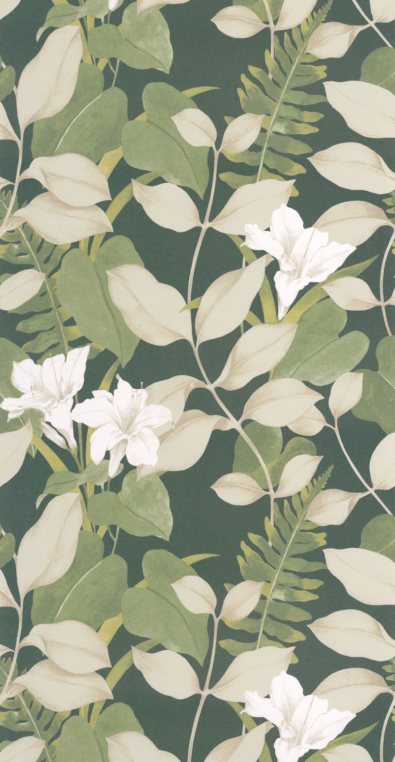 Royal Lily - SOLI200267808