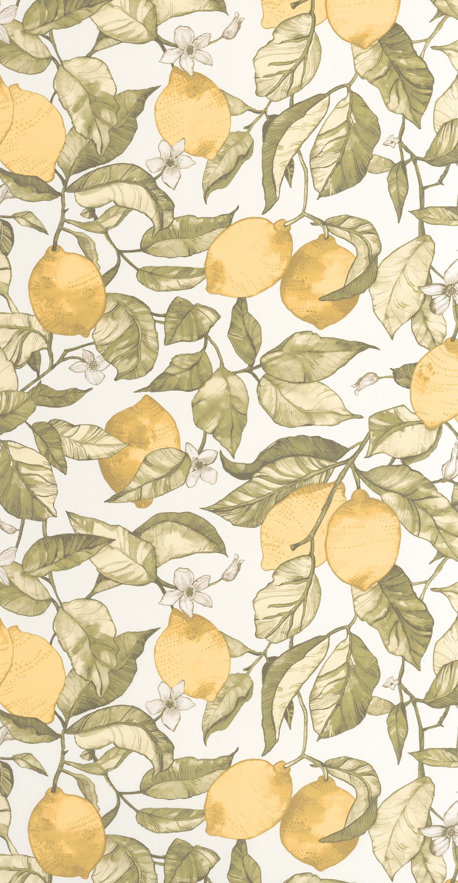 Lemon Tree - SOLI200277227