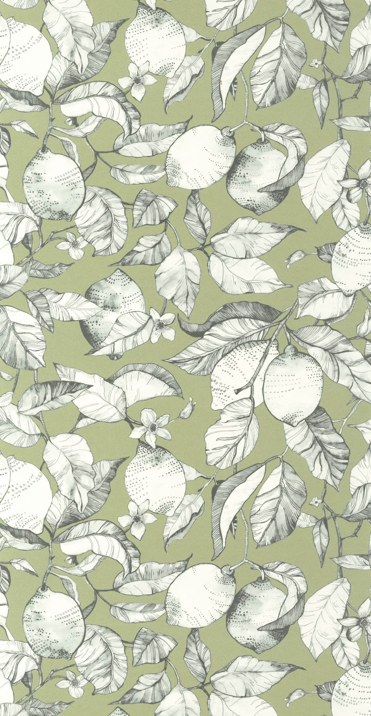 Lemon Tree - SOLI200277313