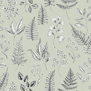 Betula - 15932