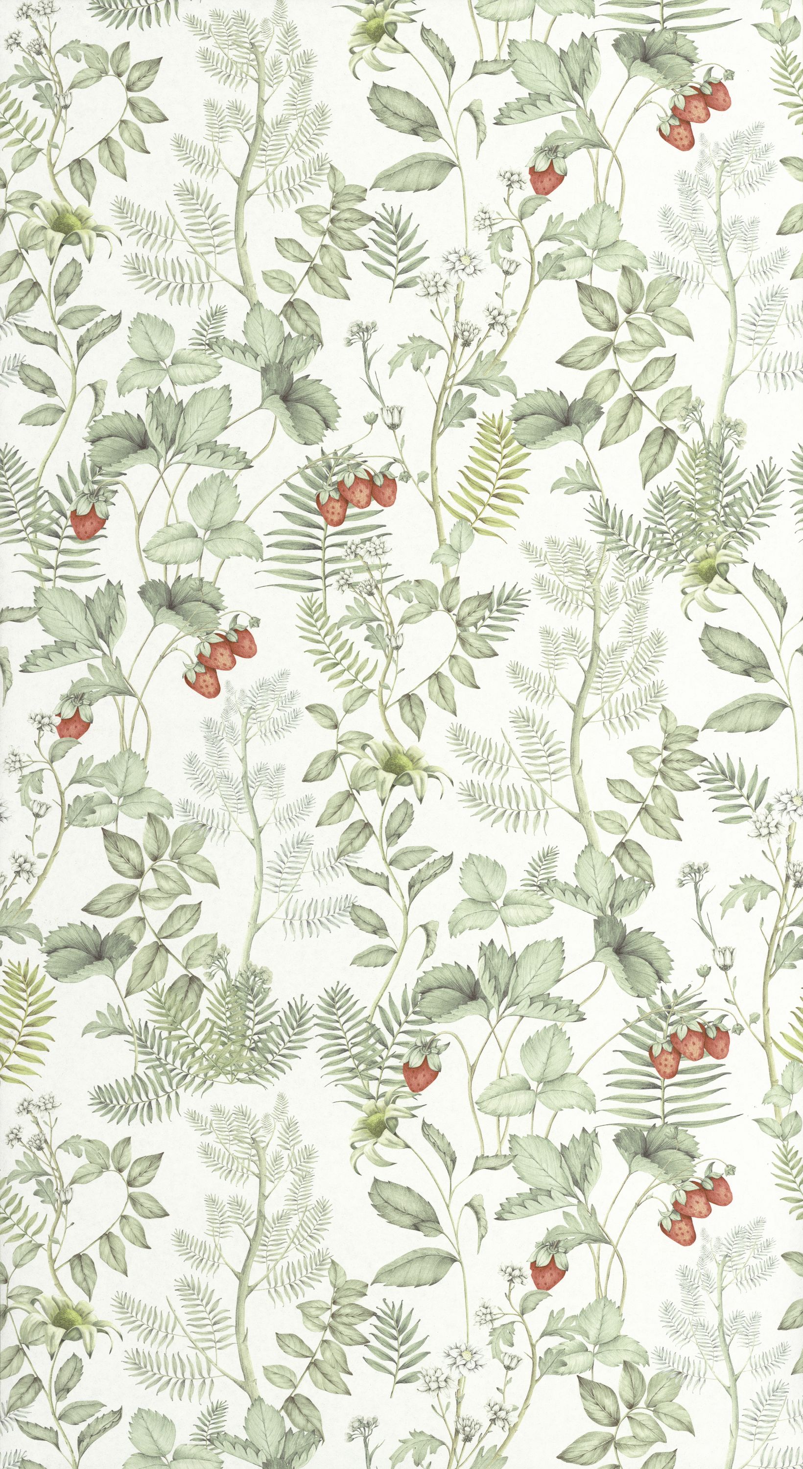 Strawberry Field - HETA201217155