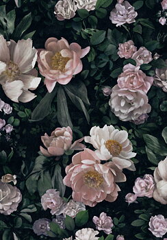New Dawn Rose - 7234