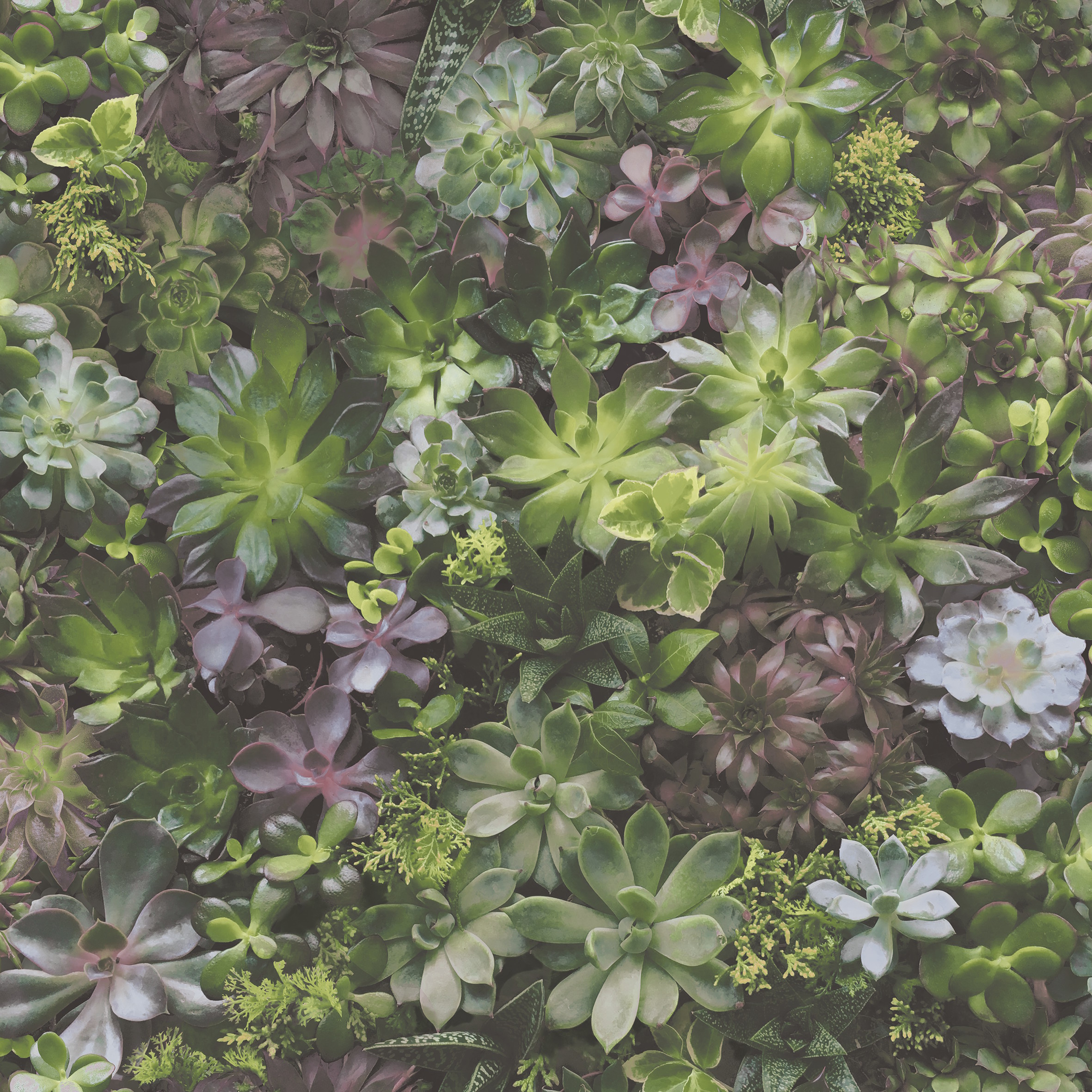 Evergreen - 7322
