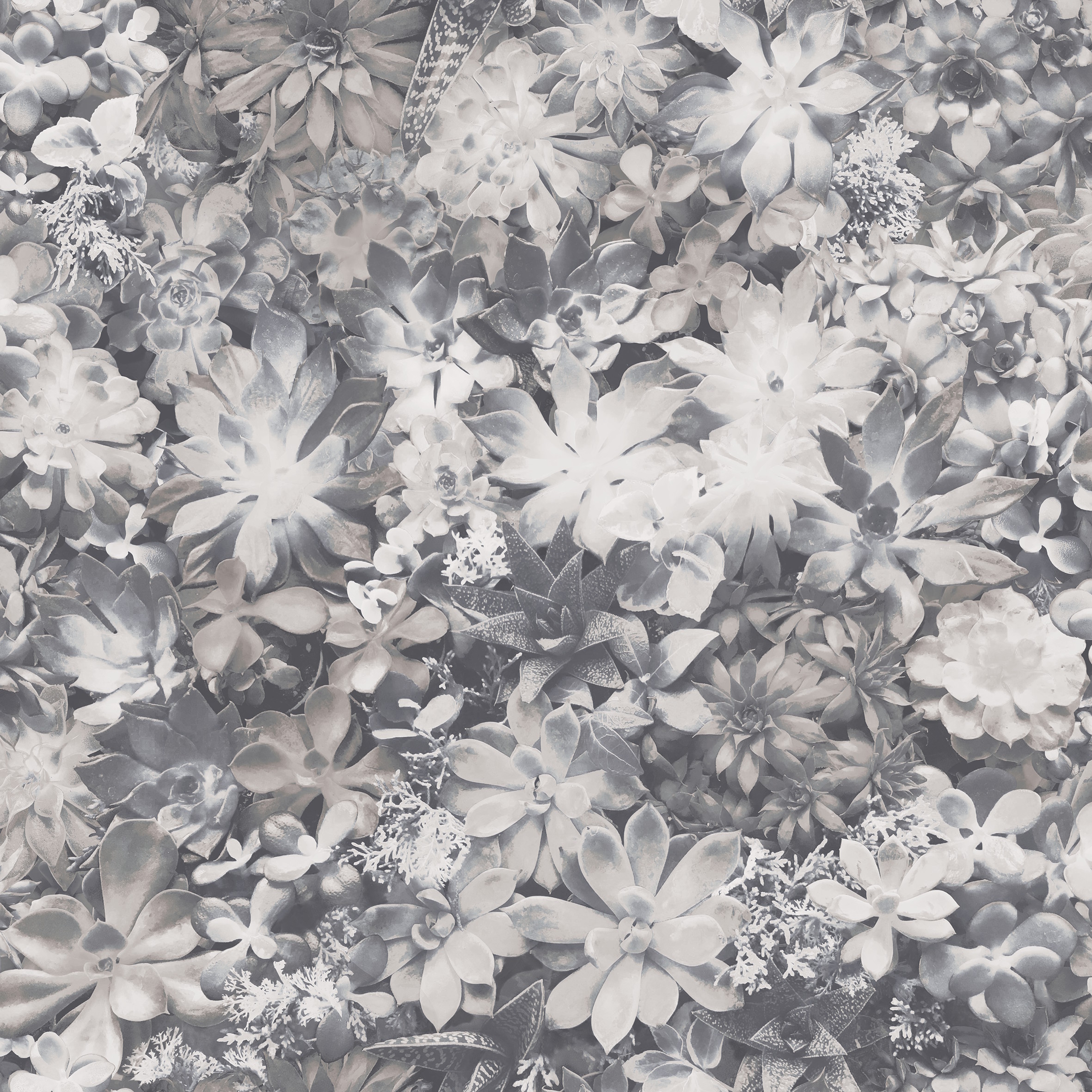 Evergreen - 7321