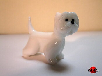 West Highland White Terrier