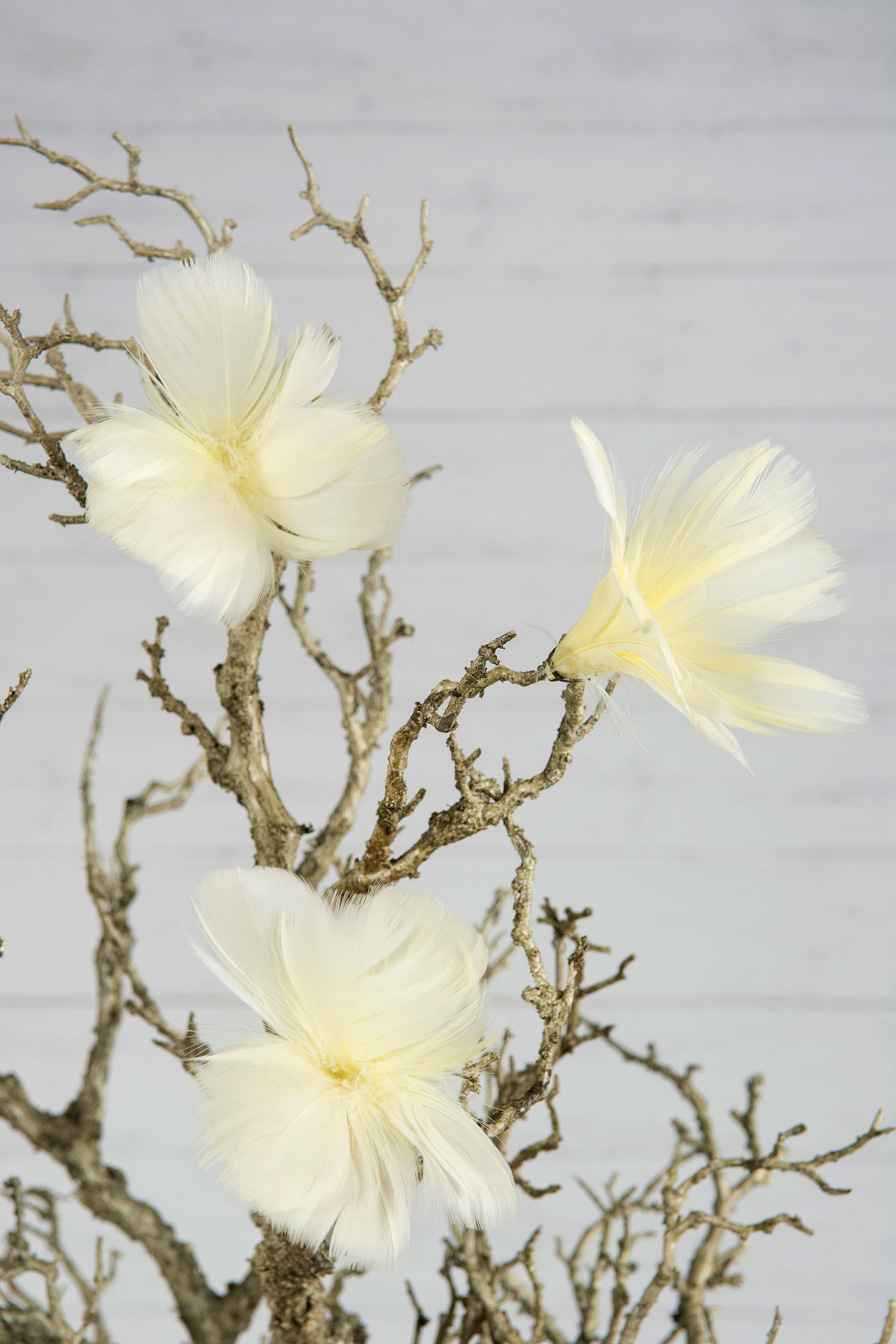 Fjäderblommor Ljusgul