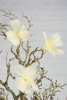 Fjäderblommor Ljusgul