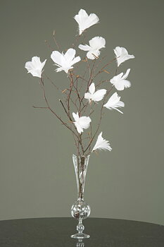 Fjäderblommor Vita