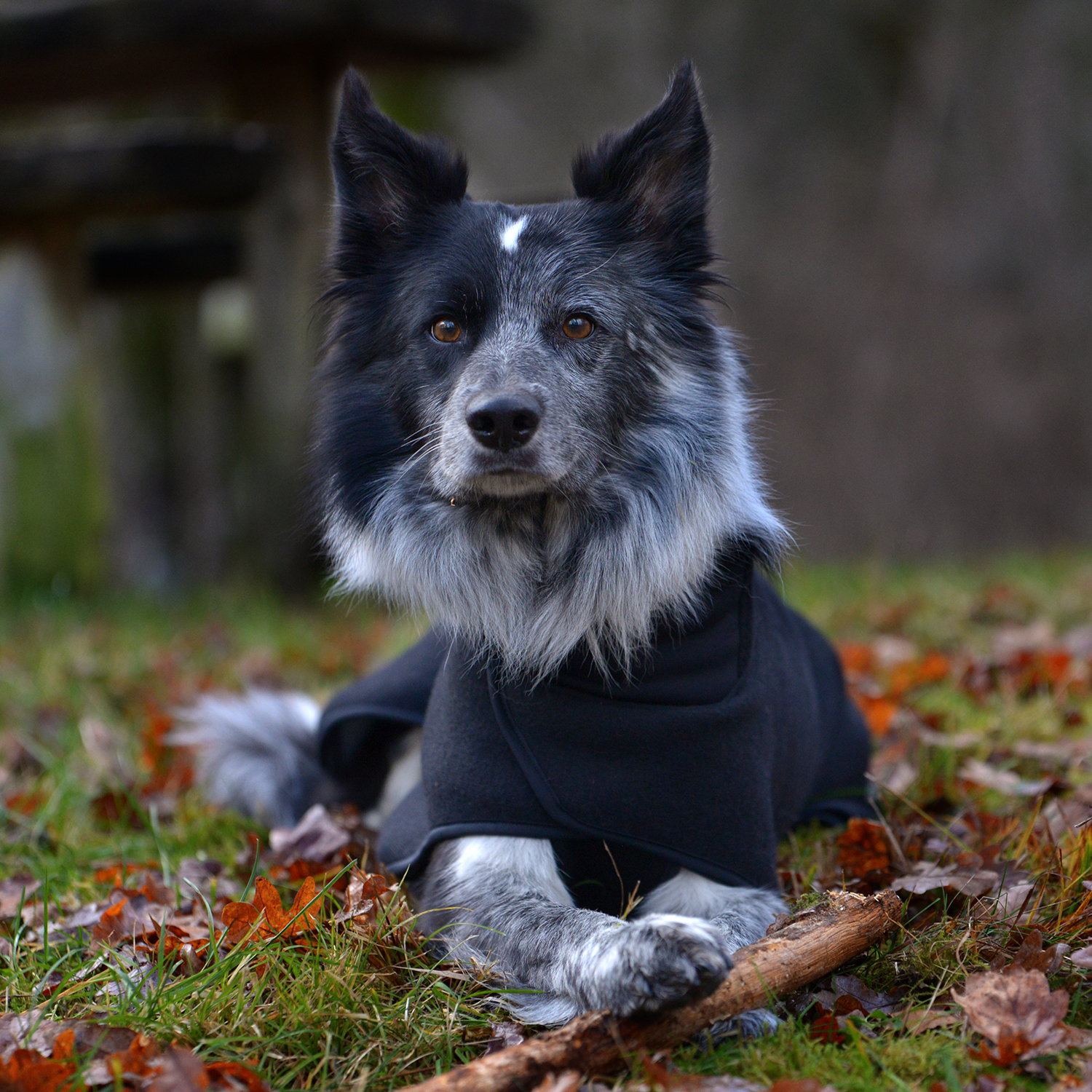 Warmwool hundtäcke (75% ull) Blått - 6