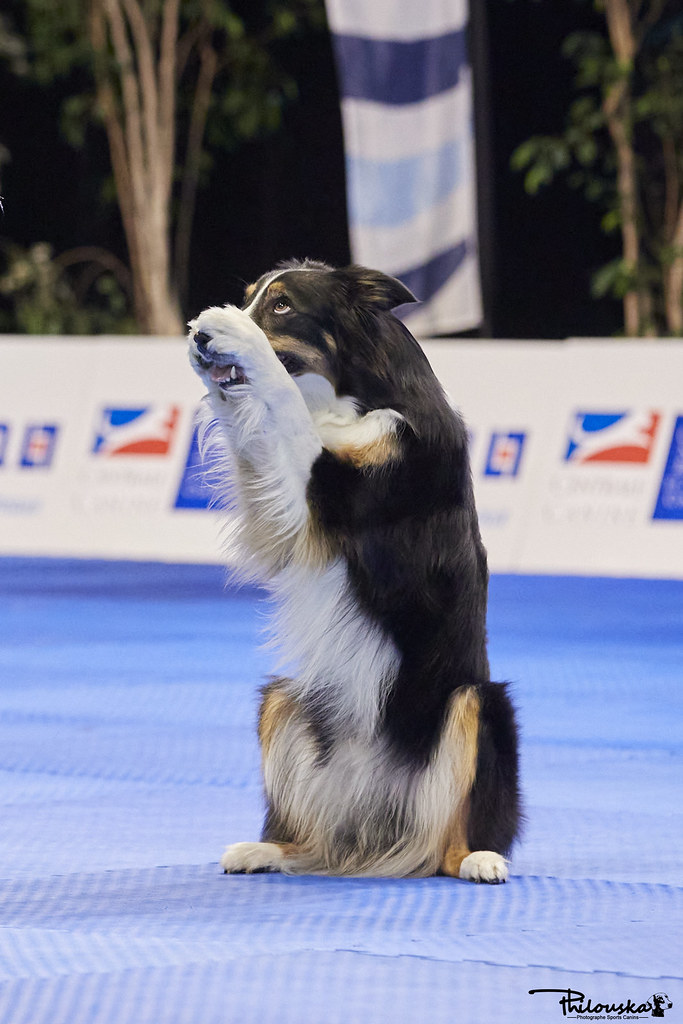 dog dancing