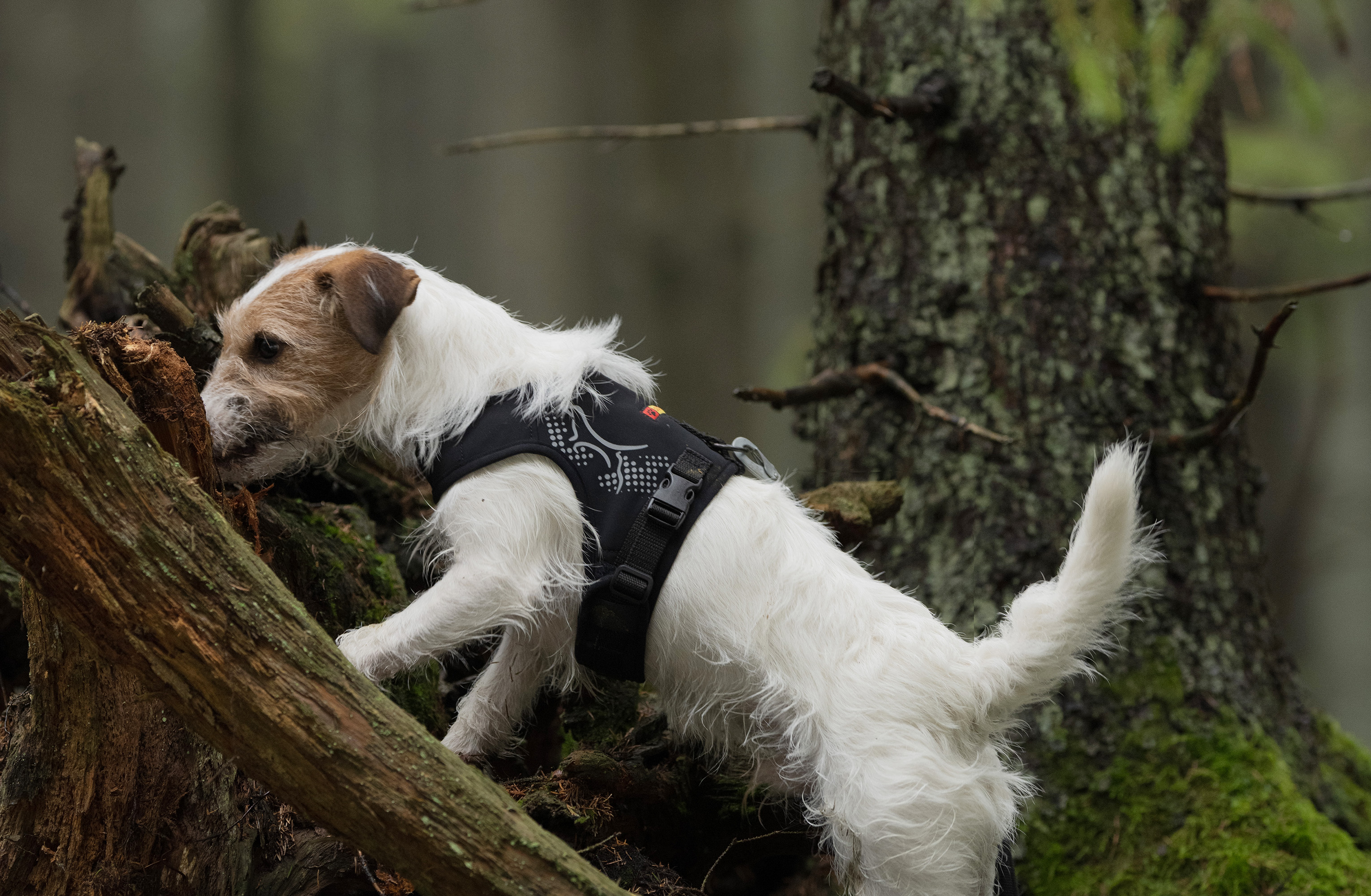 Movement, control and comfort. Stable guidance and soft flexibility. Read more about our new harness >>