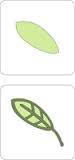 Cuttlebug 2"X2" 2 Step Dies Spring Leaf #1