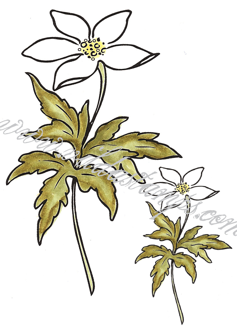 Wood anemones