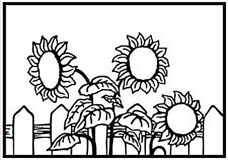 Emb Folder backgr. Sunflower